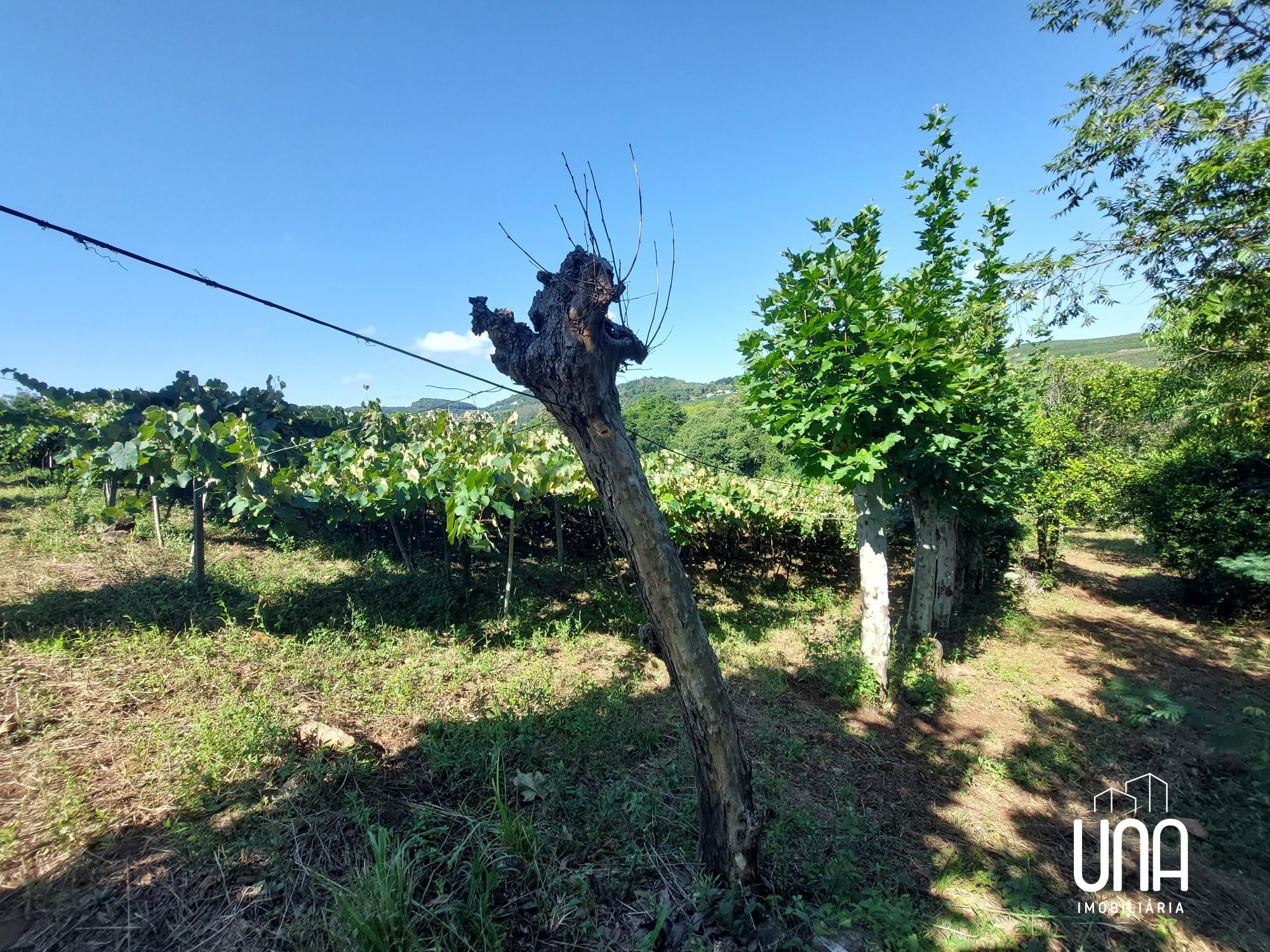 Chácara, 2 hectares - Foto 9