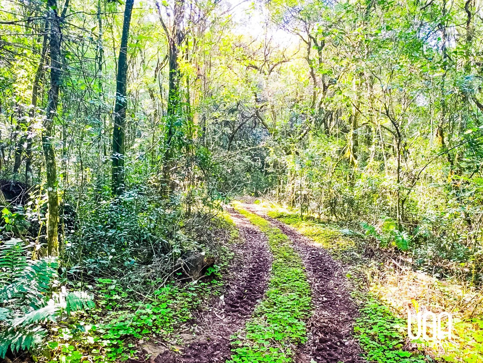 Chácara, 2 hectares - Foto 4