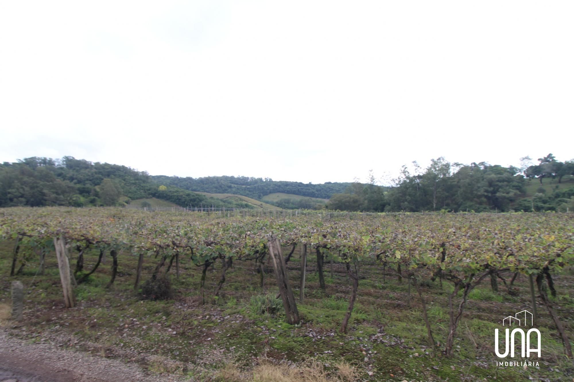 Chácara, 5 hectares - Foto 4