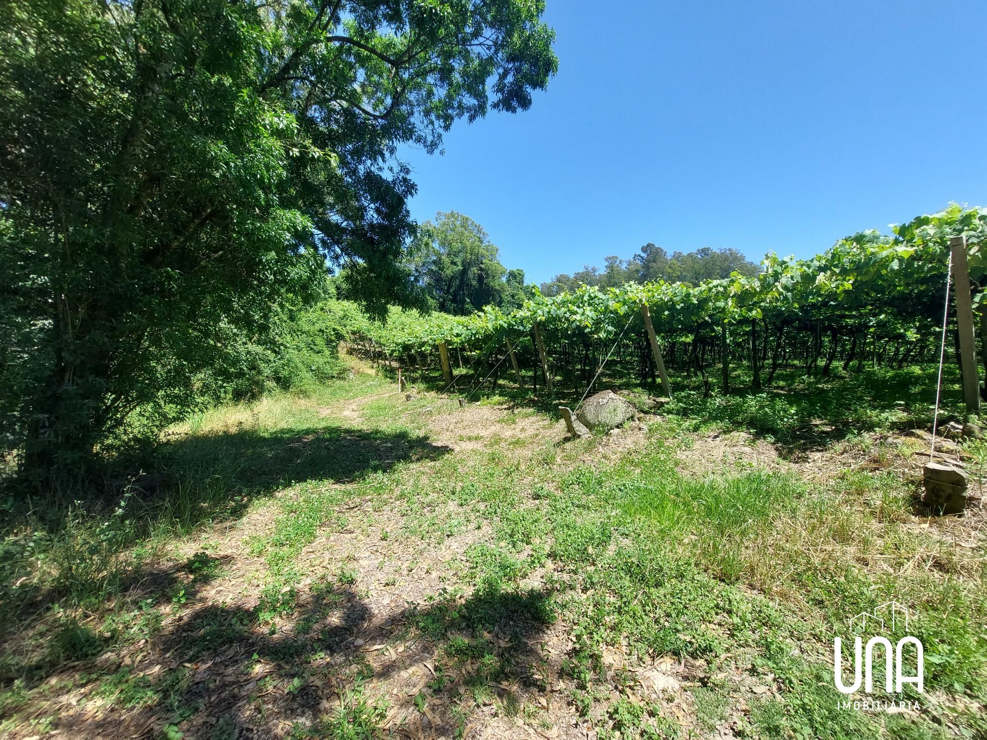 Terreno, 5 hectares - Foto 7