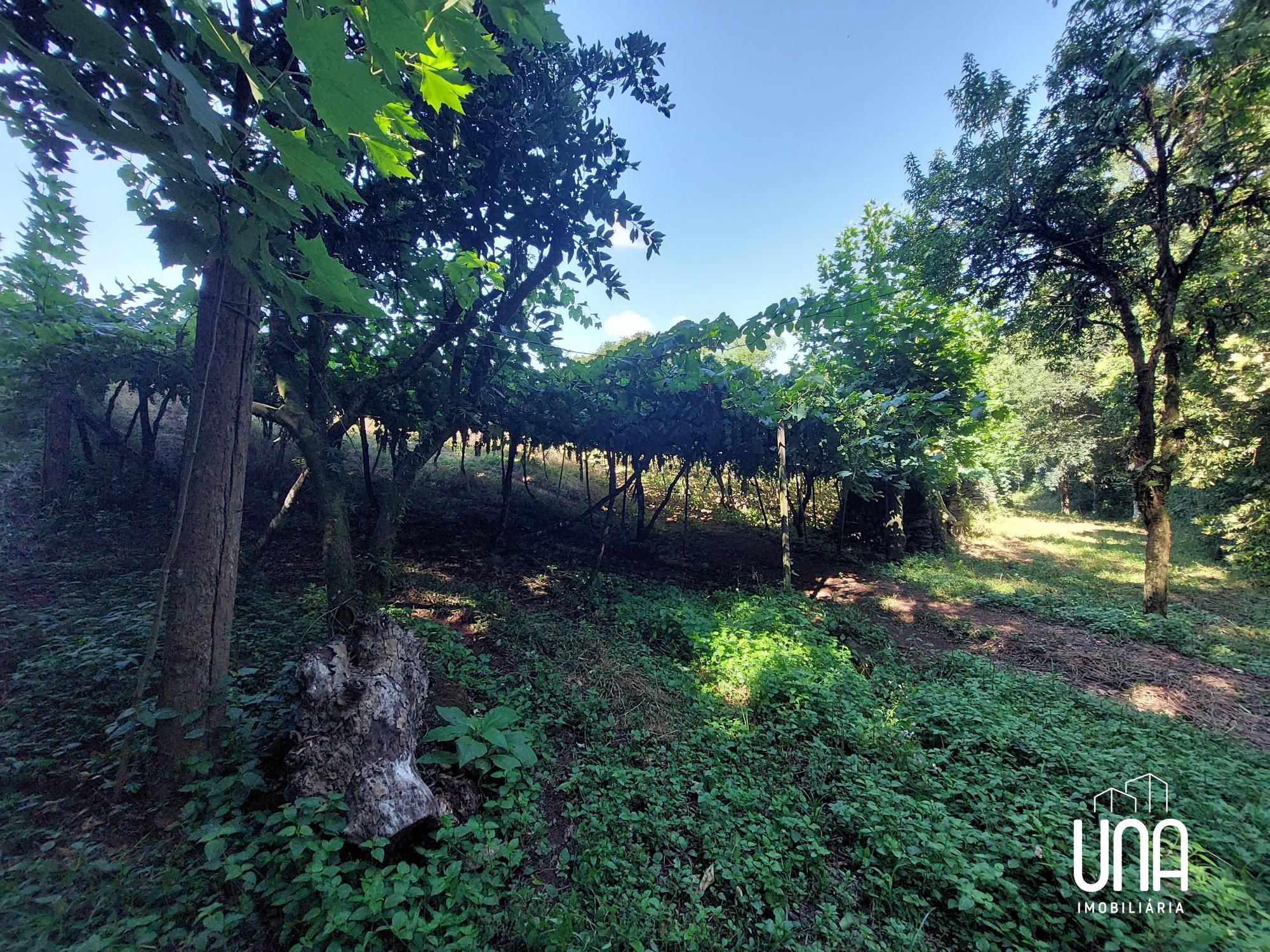 Chácara, 2 hectares - Foto 3