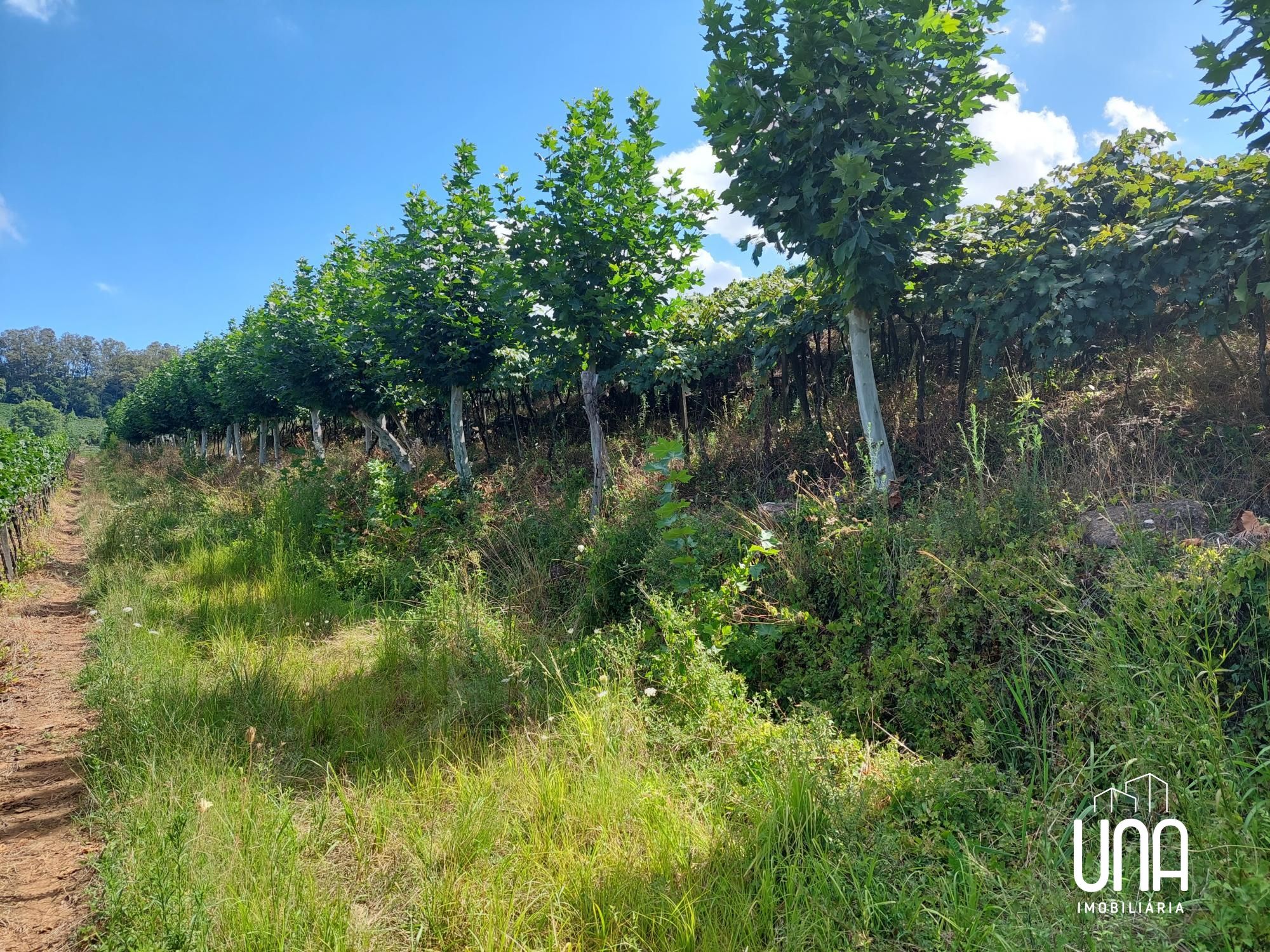 Chácara, 2 hectares - Foto 4