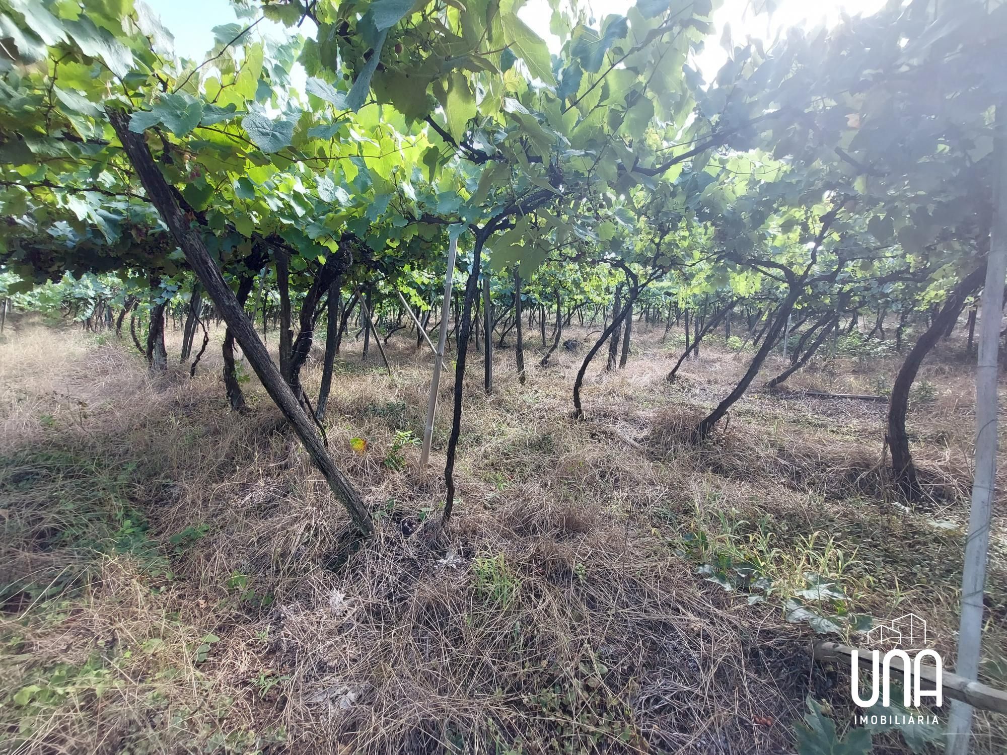 Chácara, 2 hectares - Foto 8