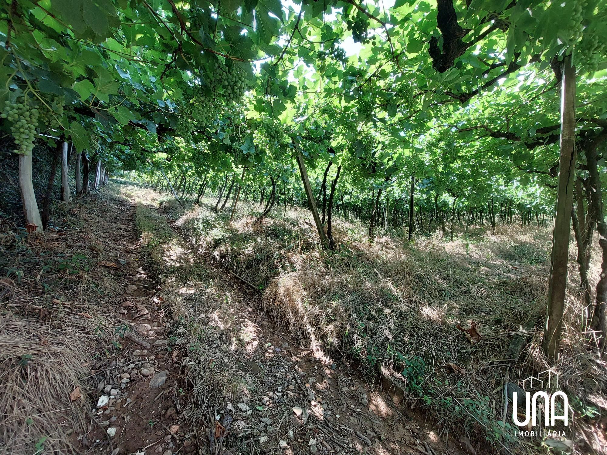 Chácara, 2 hectares - Foto 6