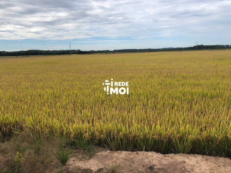 foto 1 arroz