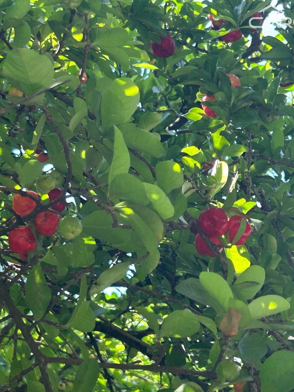 Terreno, 2100 m² - Foto 13