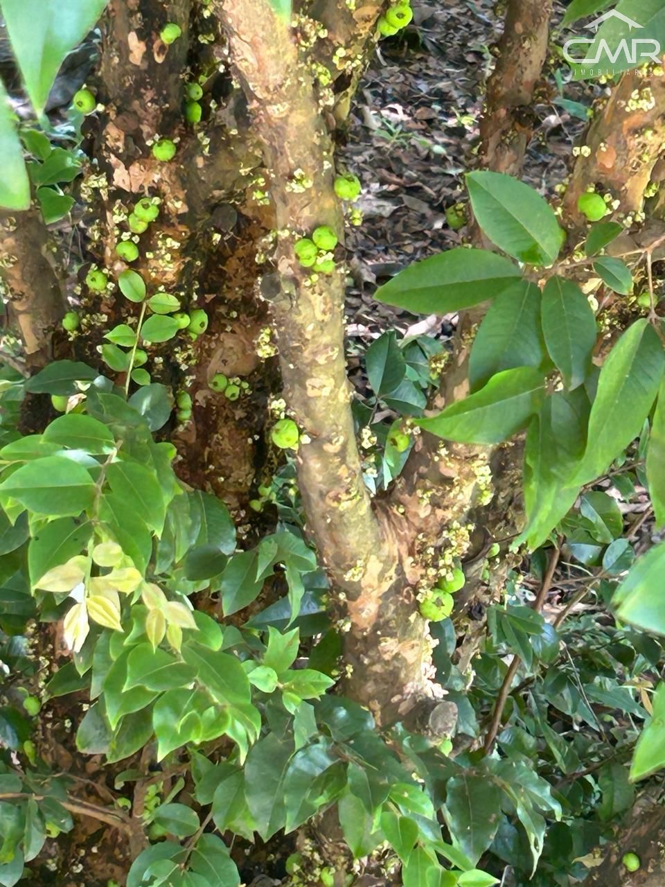 Terreno, 2100 m² - Foto 14