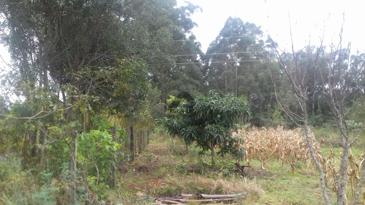 Fazenda à venda com 2 quartos, 10000m² - Foto 6