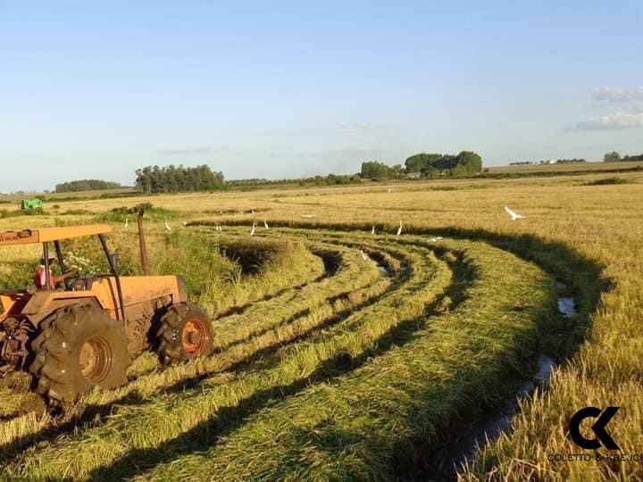 Fazenda-Sítio-Chácara, 145 hectares - Foto 1