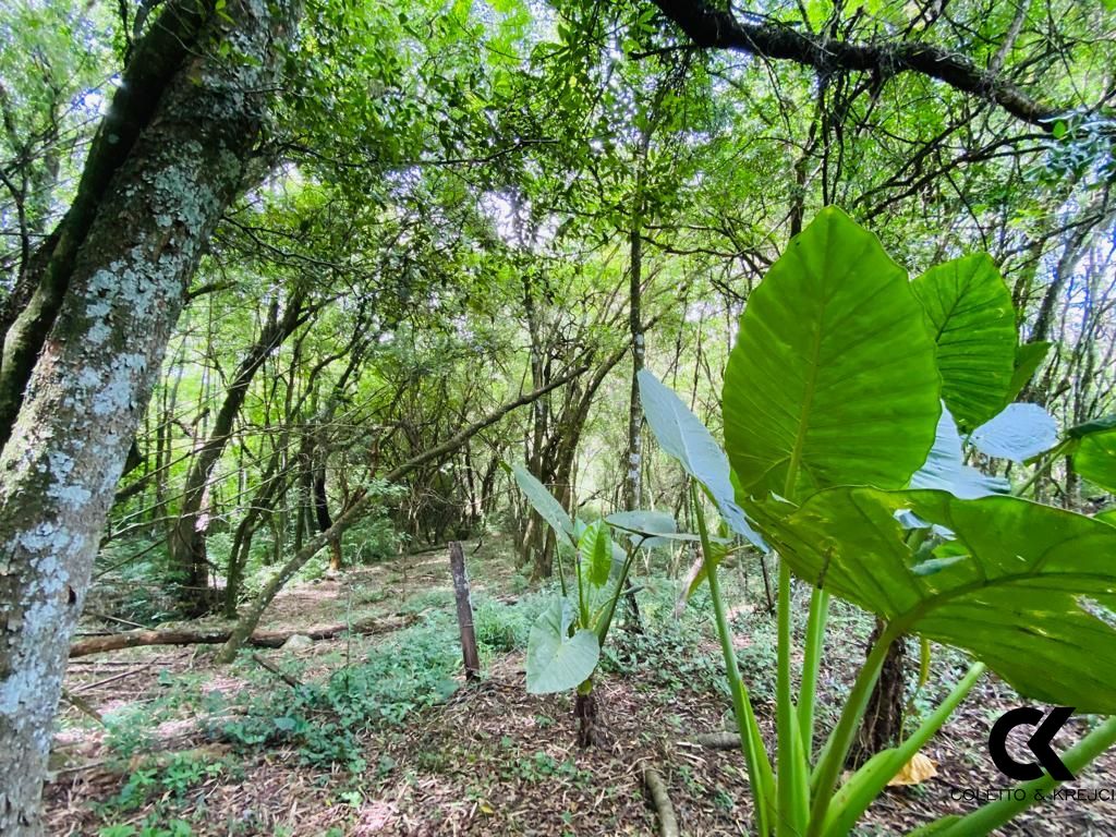 Fazenda à venda com 3 quartos, 120m² - Foto 15