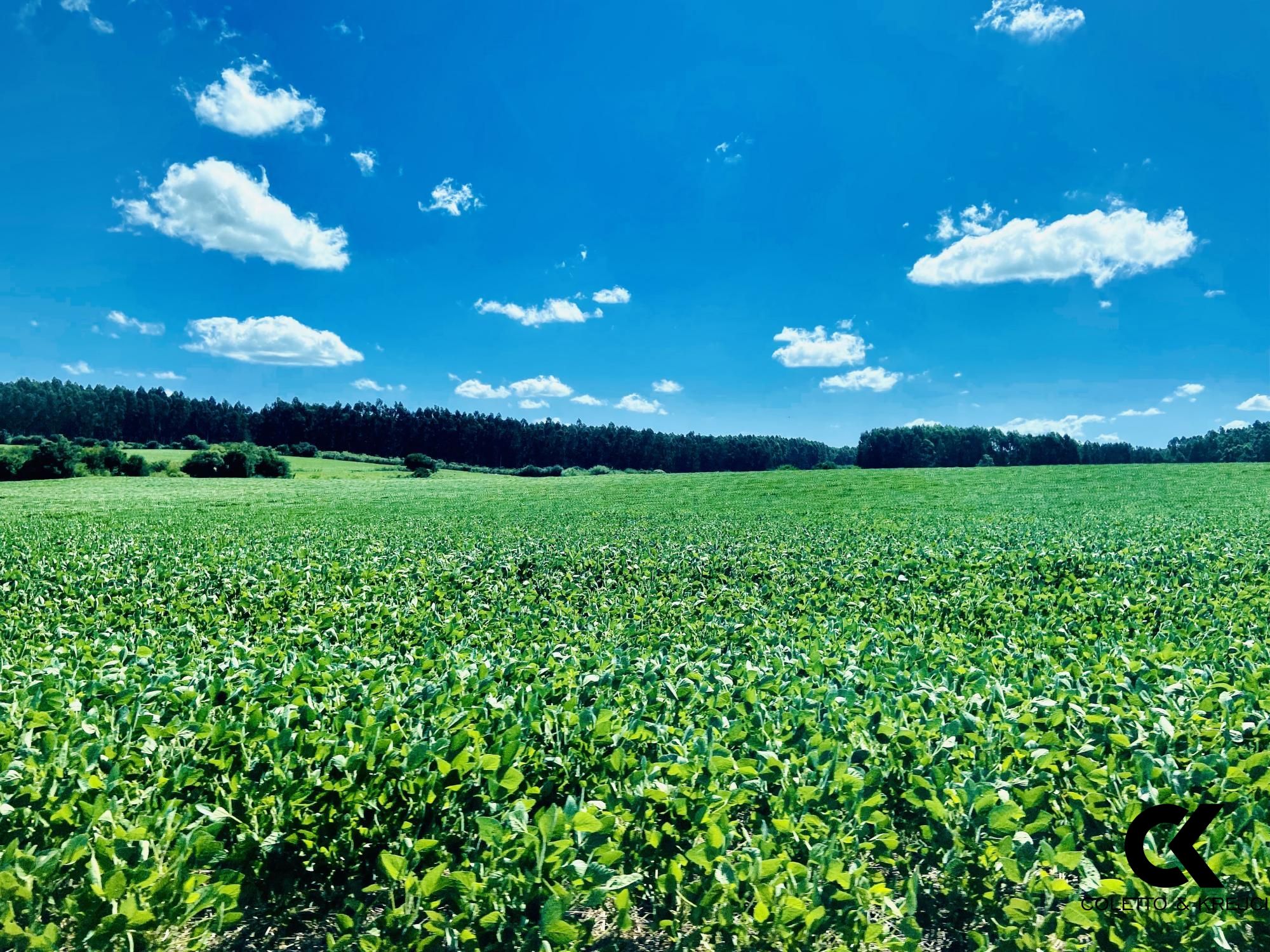 Fazenda-Sítio-Chácara, 875 hectares - Foto 1