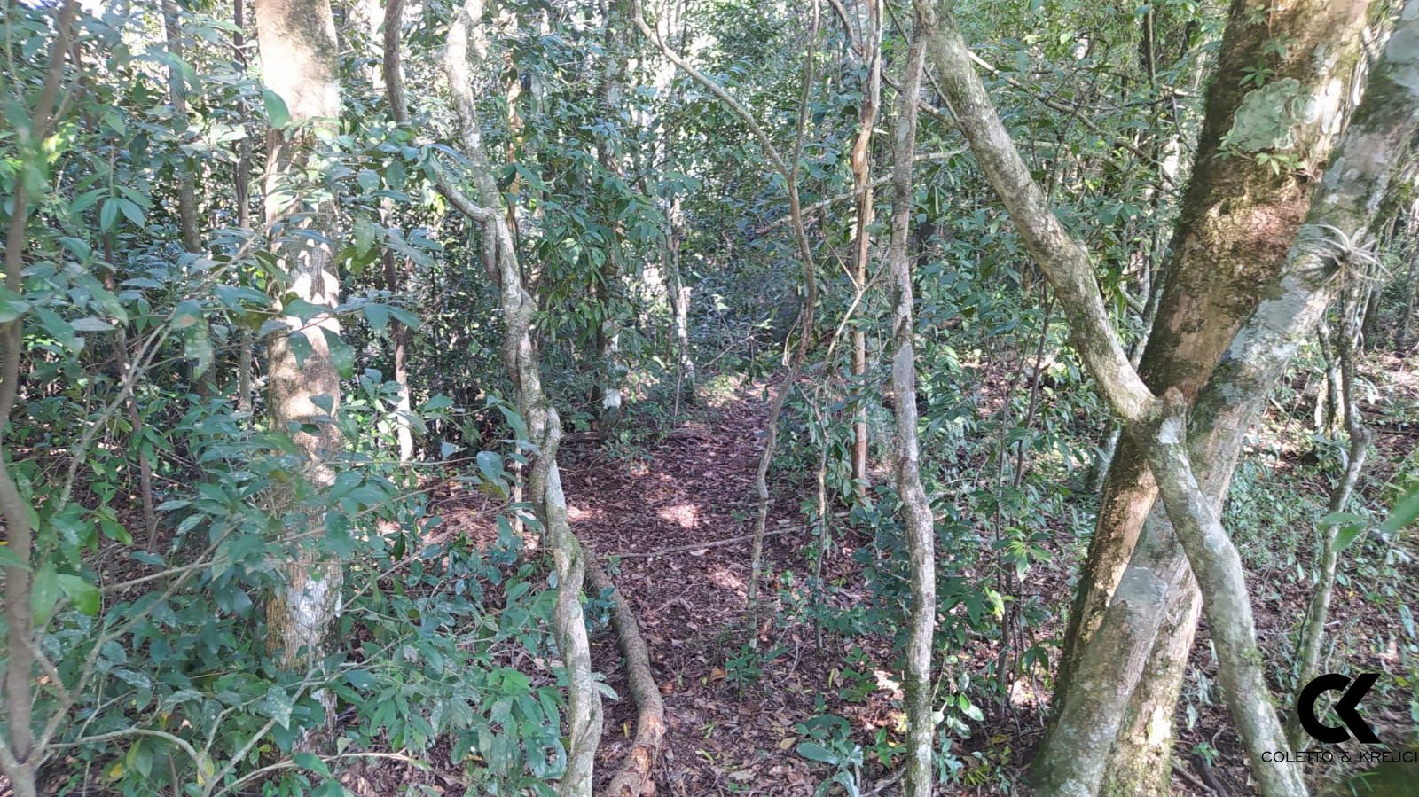 Sítio, 4 hectares - Foto 6