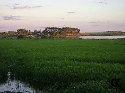 Fazenda-Sítio-Chácara, 145 hectares - Foto 4