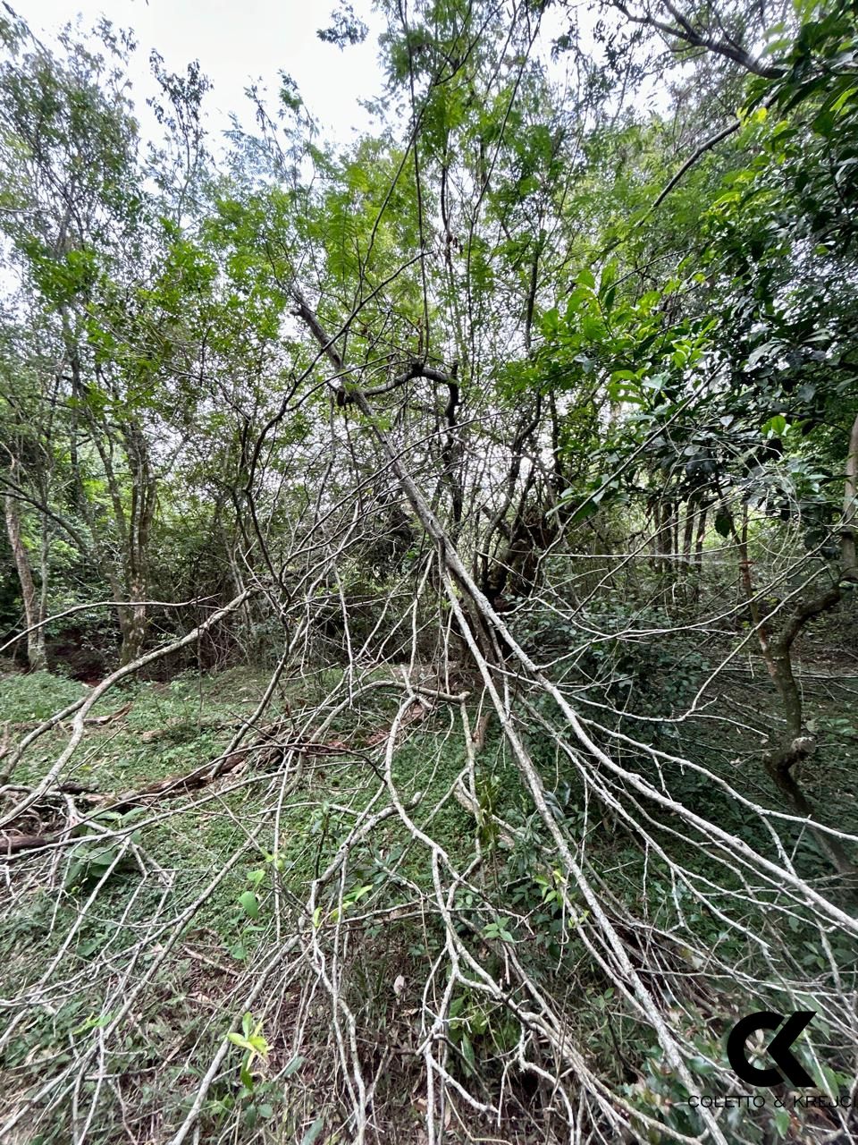 Fazenda à venda com 3 quartos, 15000m² - Foto 27