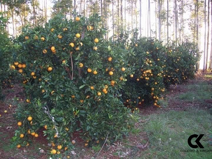 Fazenda à venda com 2 quartos, 150m² - Foto 5