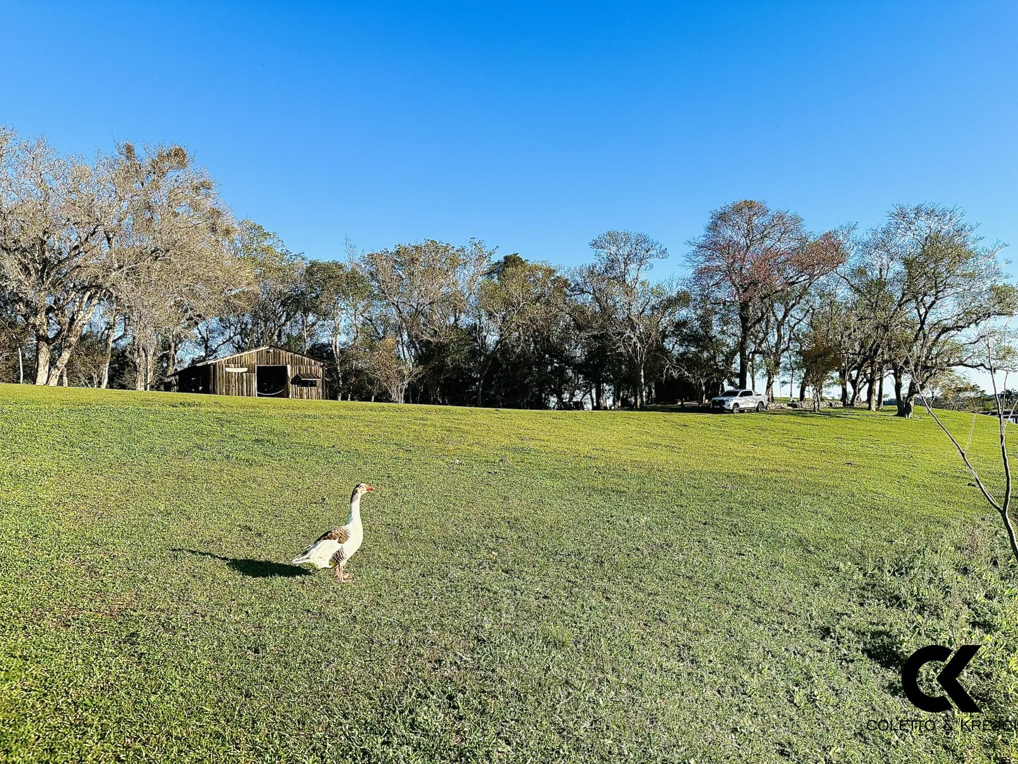 Fazenda à venda com 3 quartos, 54500m² - Foto 15