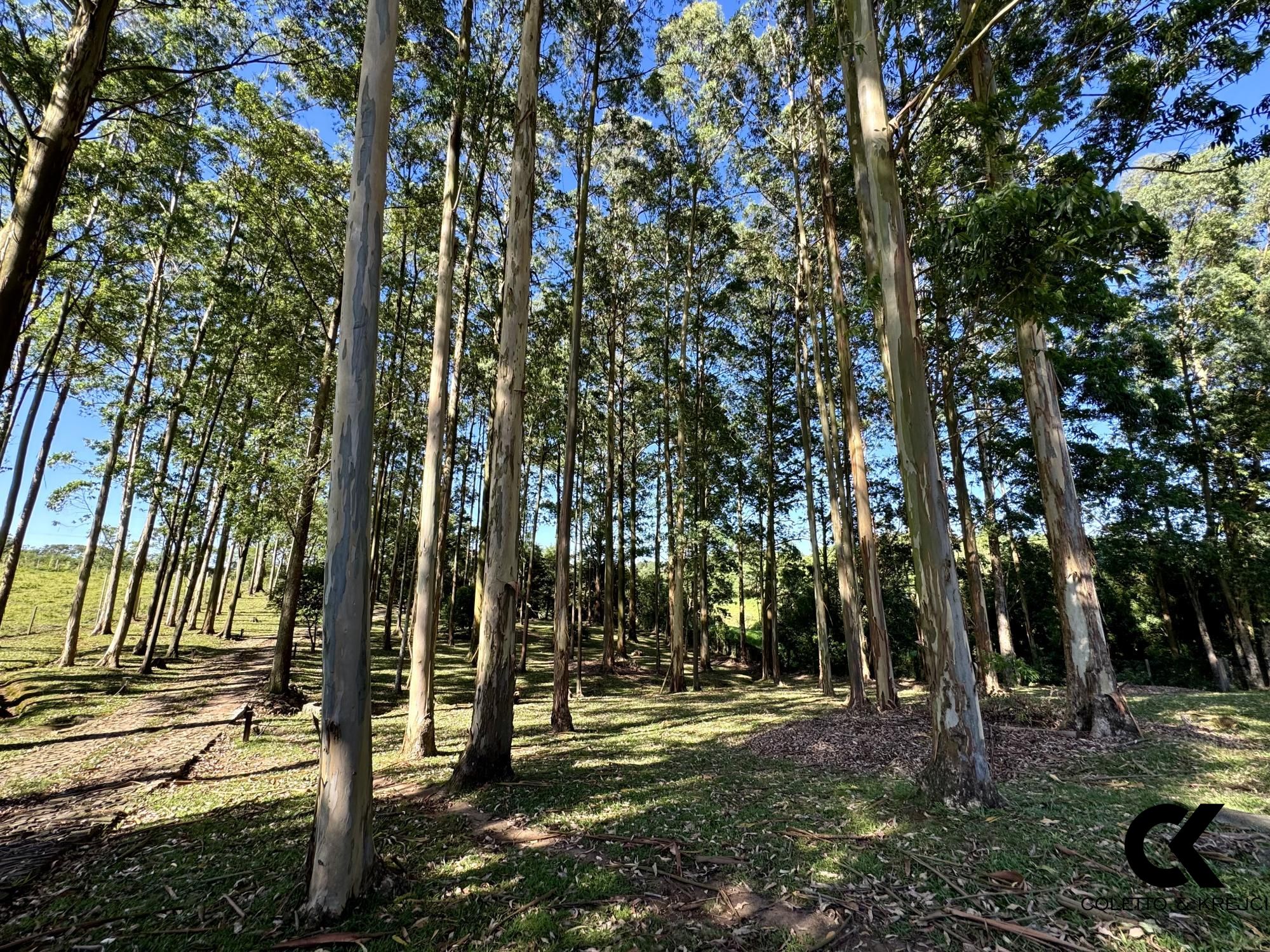 Fazenda à venda com 2 quartos, 200m² - Foto 12