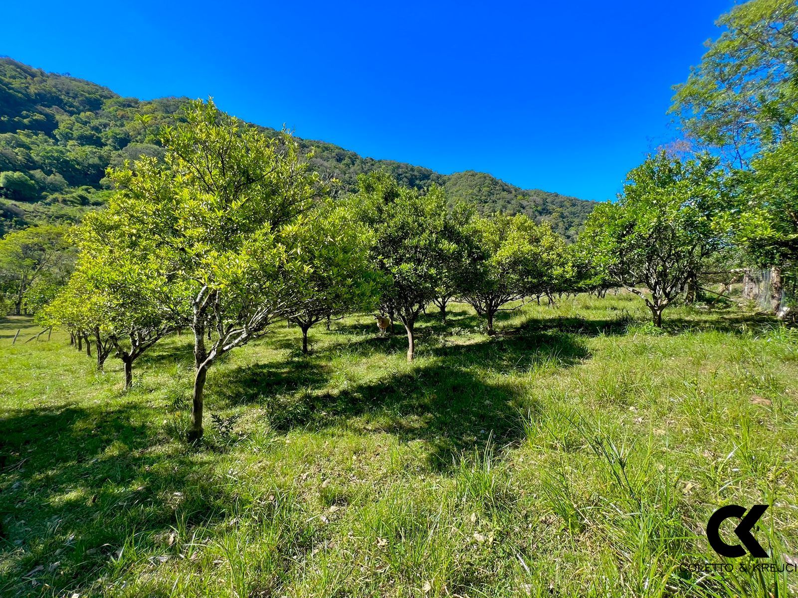 Fazenda à venda com 10 quartos, 600m² - Foto 38