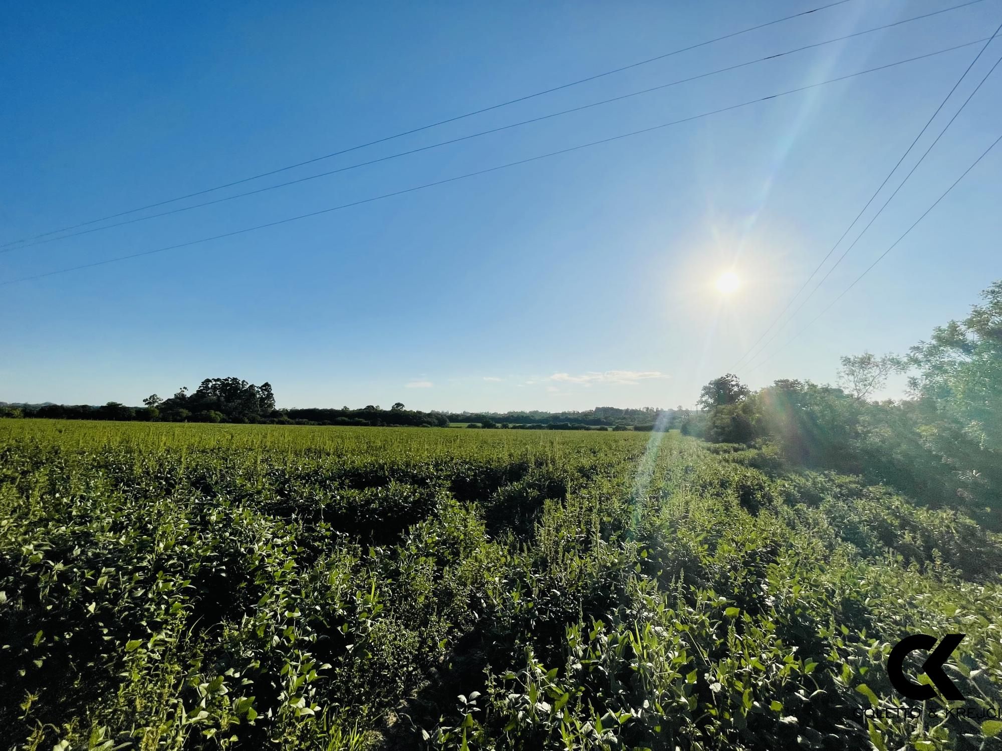 Chácara, 4 hectares - Foto 3