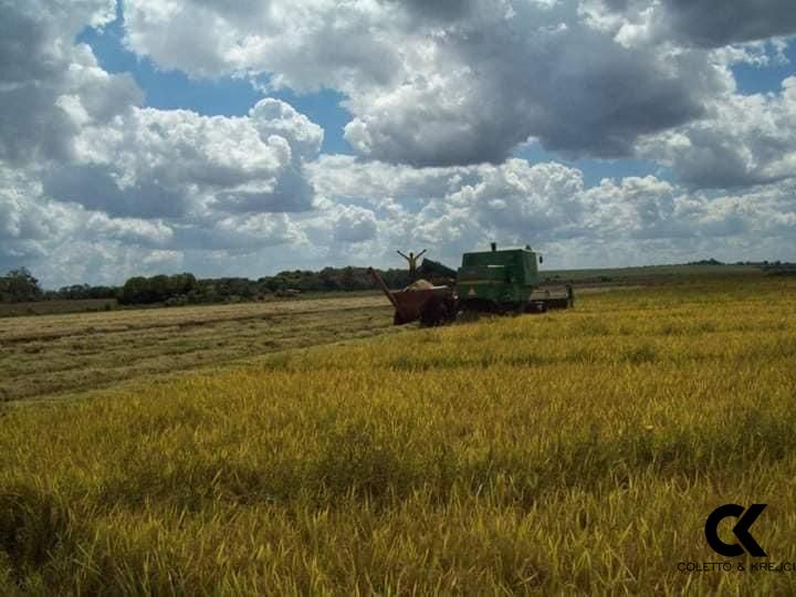 Fazenda à venda com 2 quartos, 150m² - Foto 13