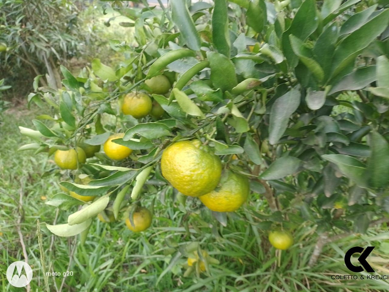 Sítio, 2 quartos, 3500 m² - Foto 10