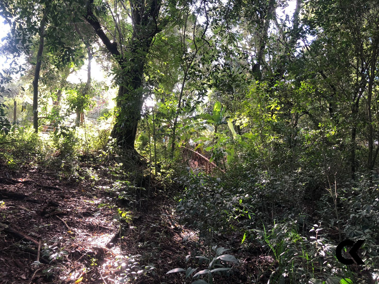 Fazenda à venda com 1 quarto, 10000m² - Foto 15