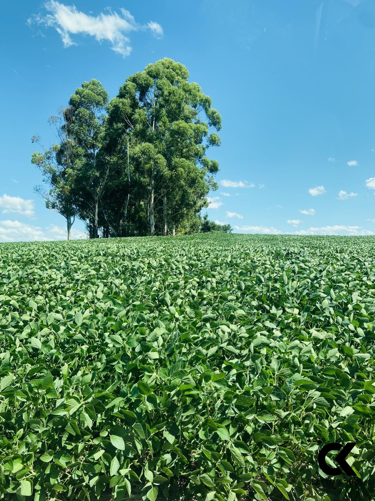 Fazenda-Sítio-Chácara, 875 hectares - Foto 2