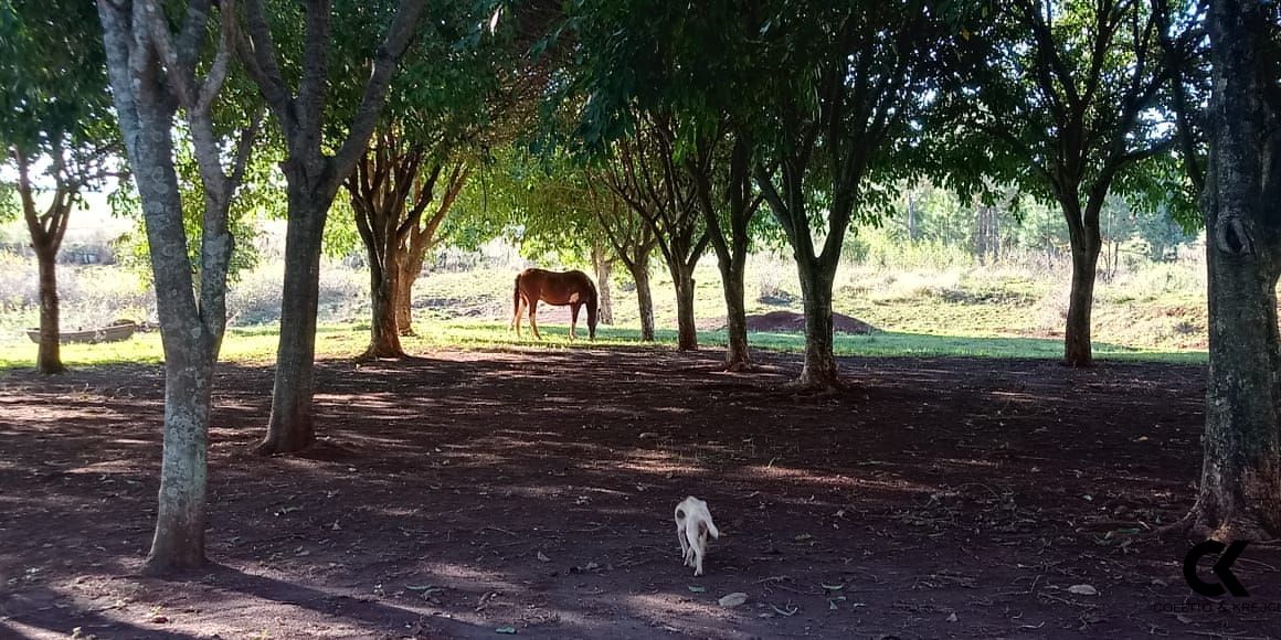 Fazenda à venda com 2 quartos, 150m² - Foto 16