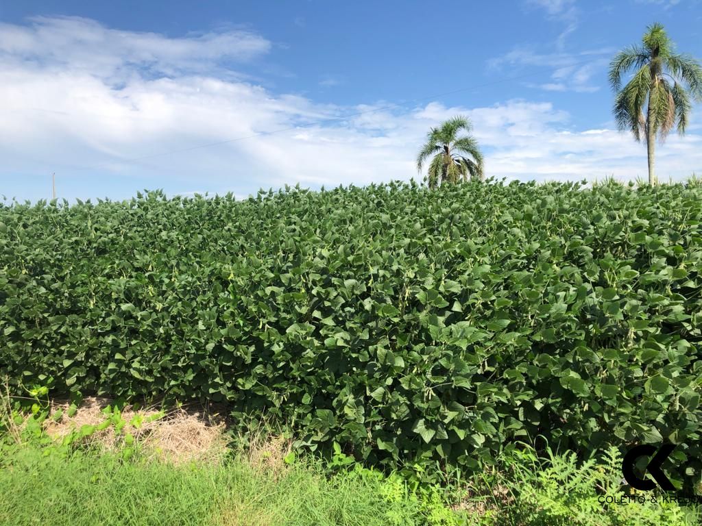 Fazenda à venda com 3 quartos, 32750000m² - Foto 22