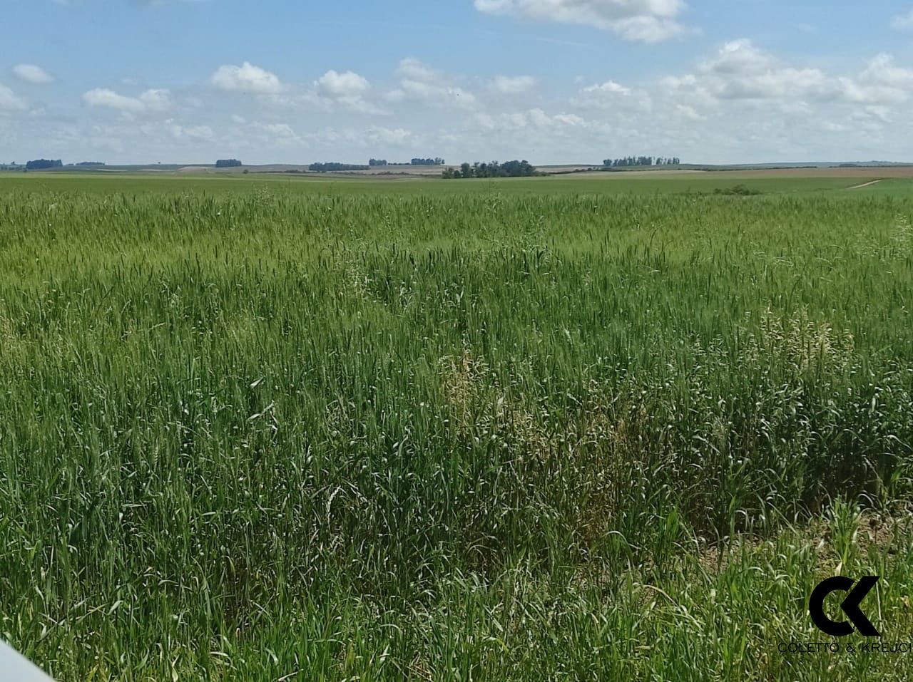 Fazenda à venda com 3 quartos, 20000000m² - Foto 10