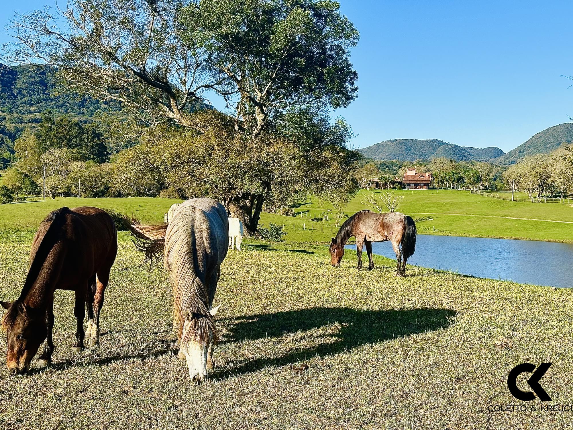 Fazenda à venda com 3 quartos, 54500m² - Foto 4