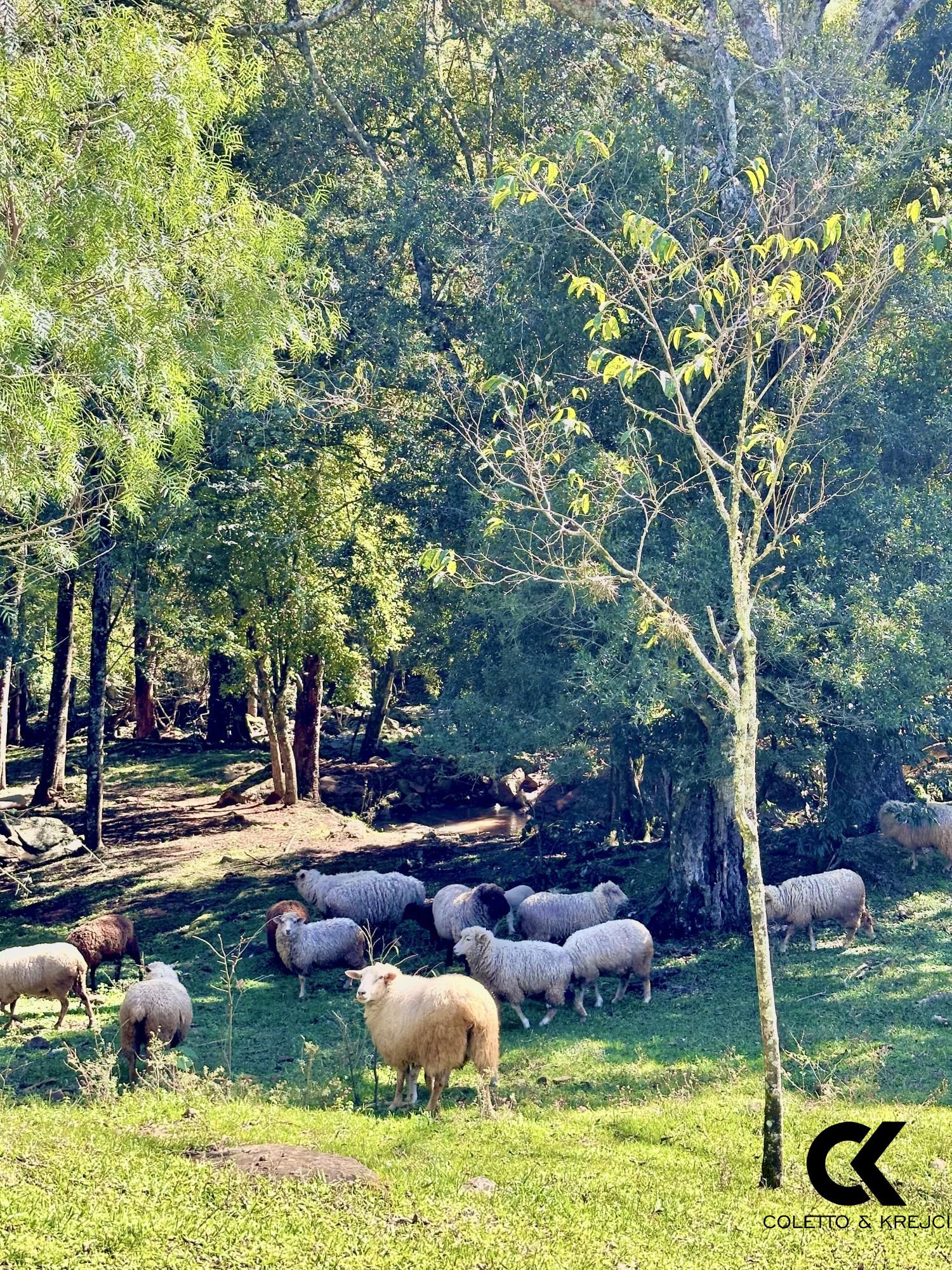 Fazenda à venda com 4 quartos, 240000m² - Foto 23