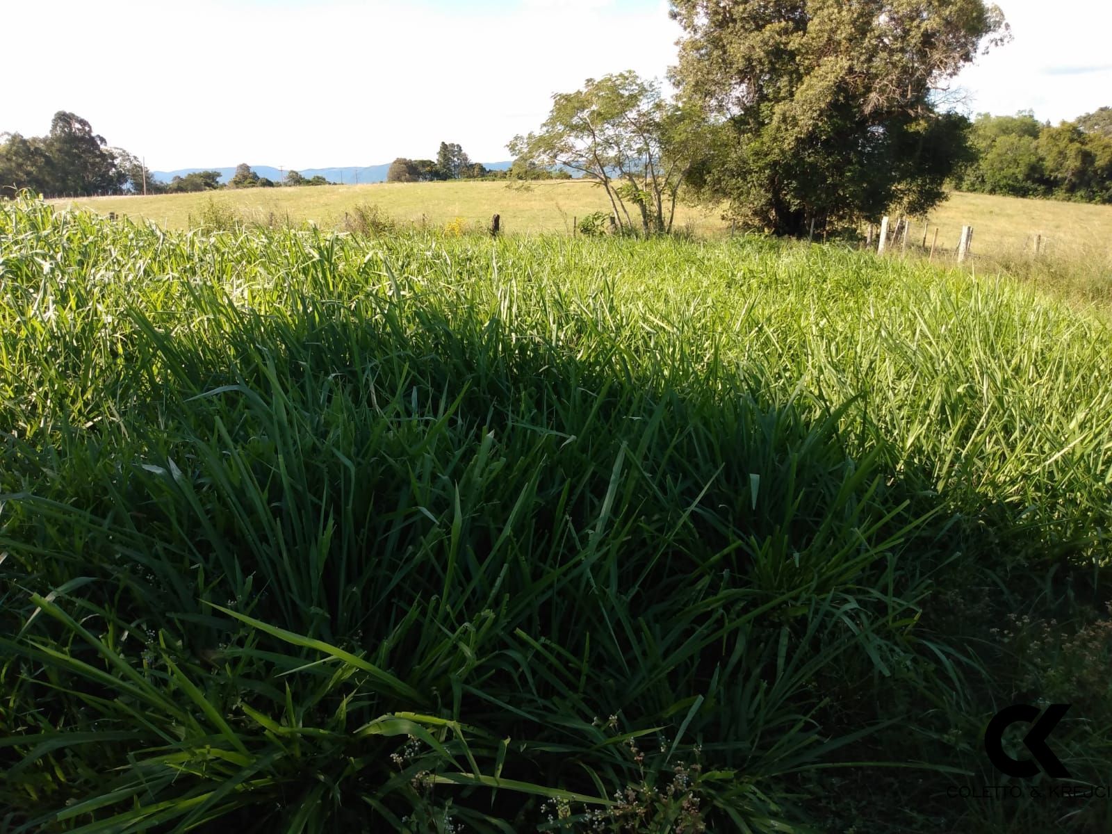 Fazenda à venda com 3 quartos, 30000m² - Foto 17