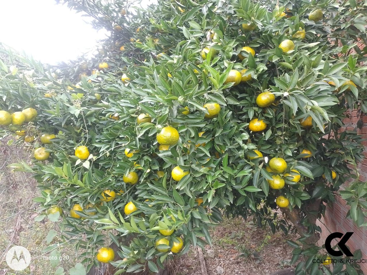 Sítio, 2 quartos, 3500 m² - Foto 12