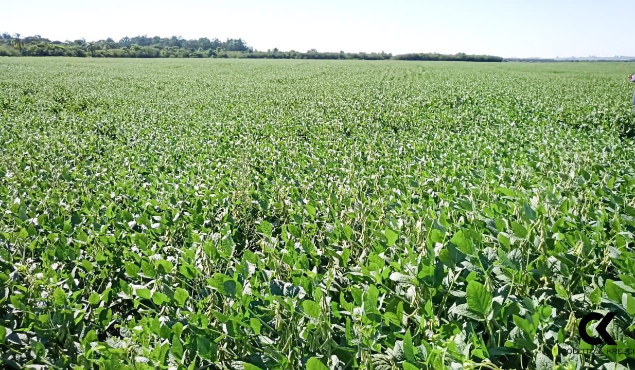 Fazenda à venda, 1500000m² - Foto 1