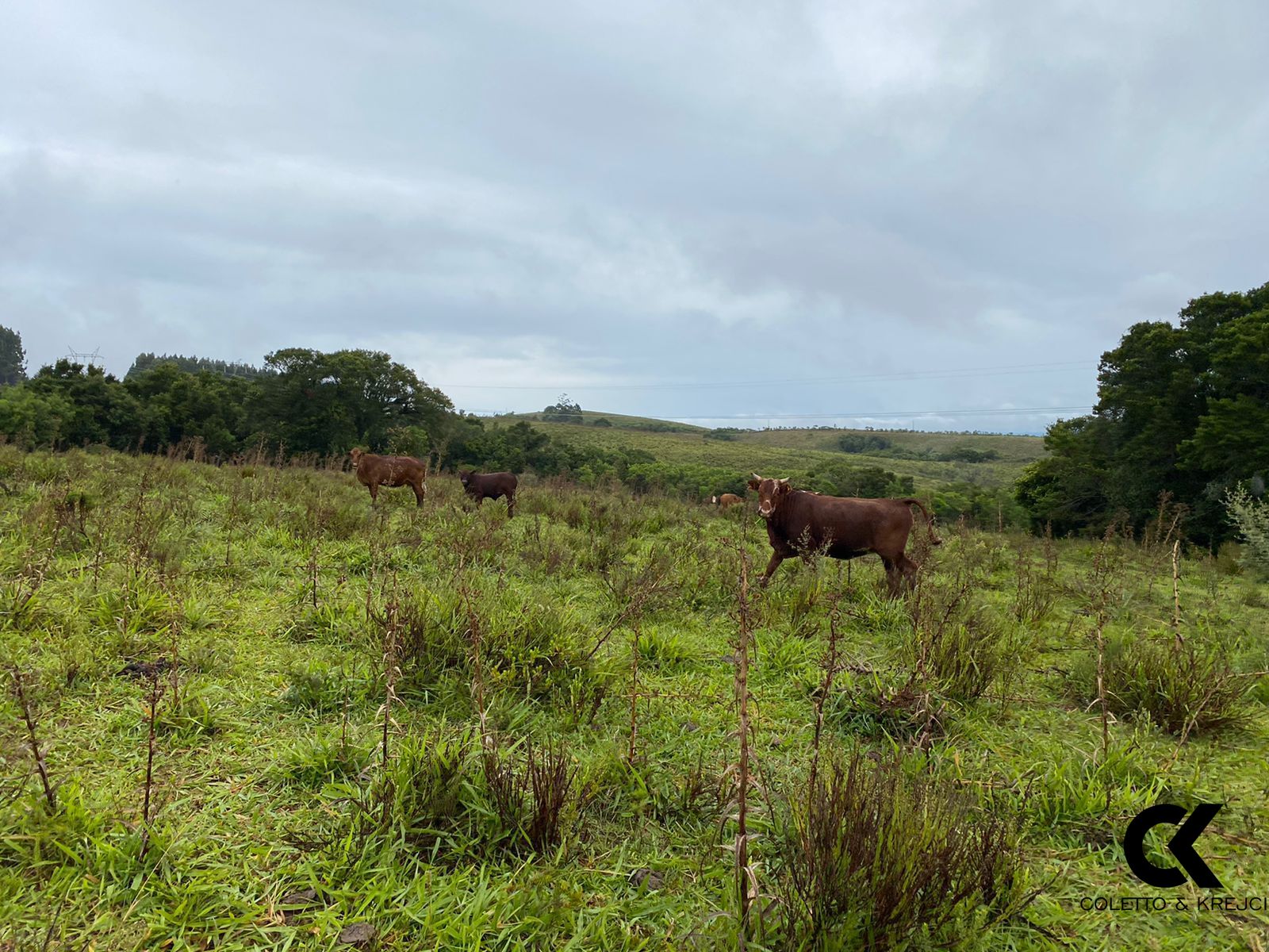 Fazenda à venda com 3 quartos, 5000000m² - Foto 6