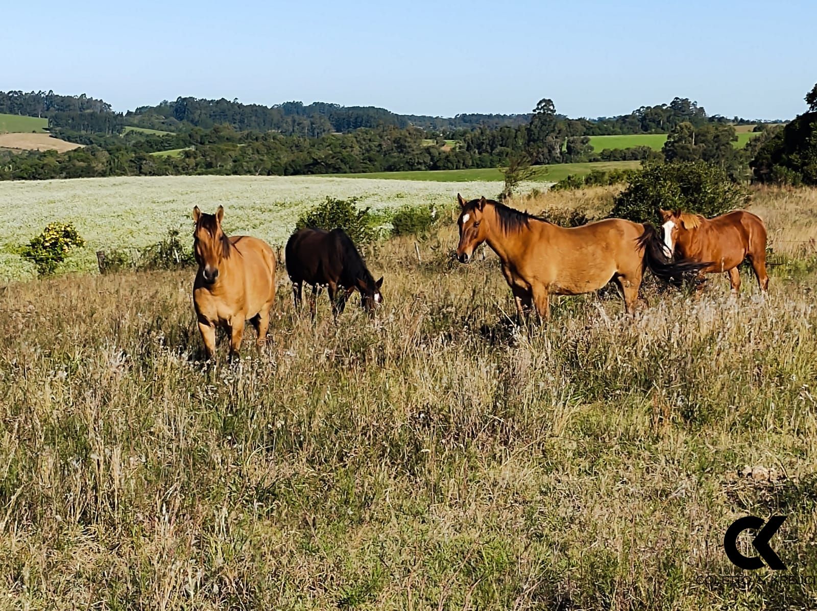 Loteamento e Condomínio, 52 hectares - Foto 4