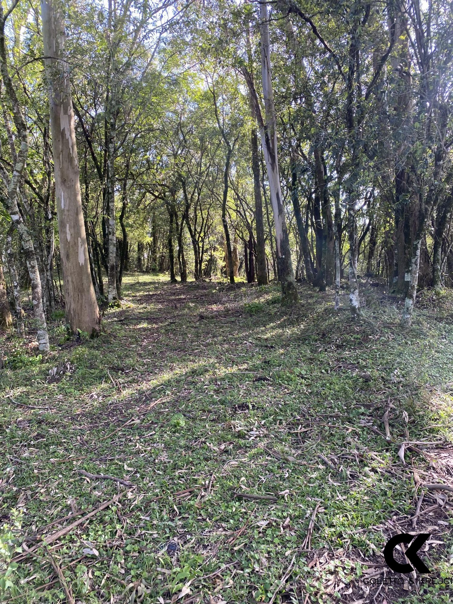 Chácara, 4 hectares - Foto 15