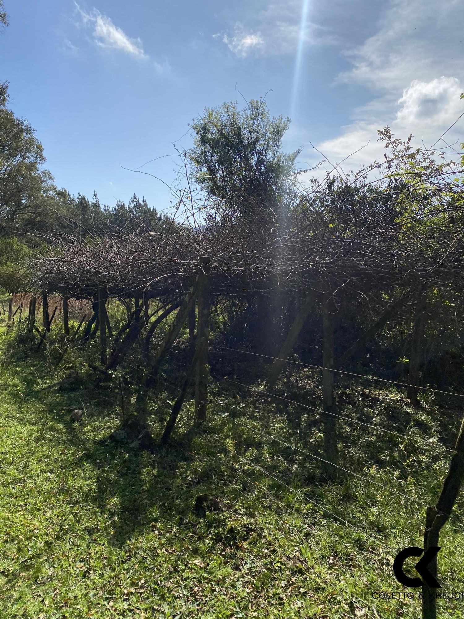 Chácara, 4 hectares - Foto 11