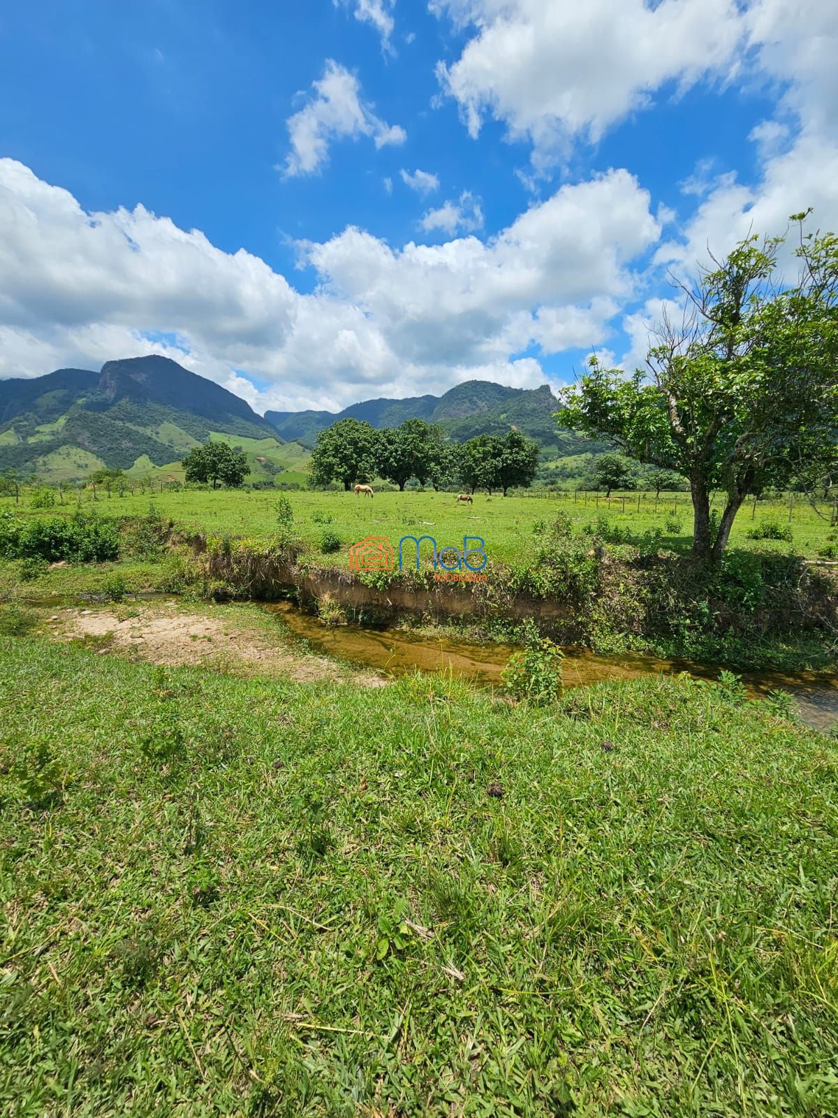 Sítio, 4 quartos, 5000 m² - Foto 9