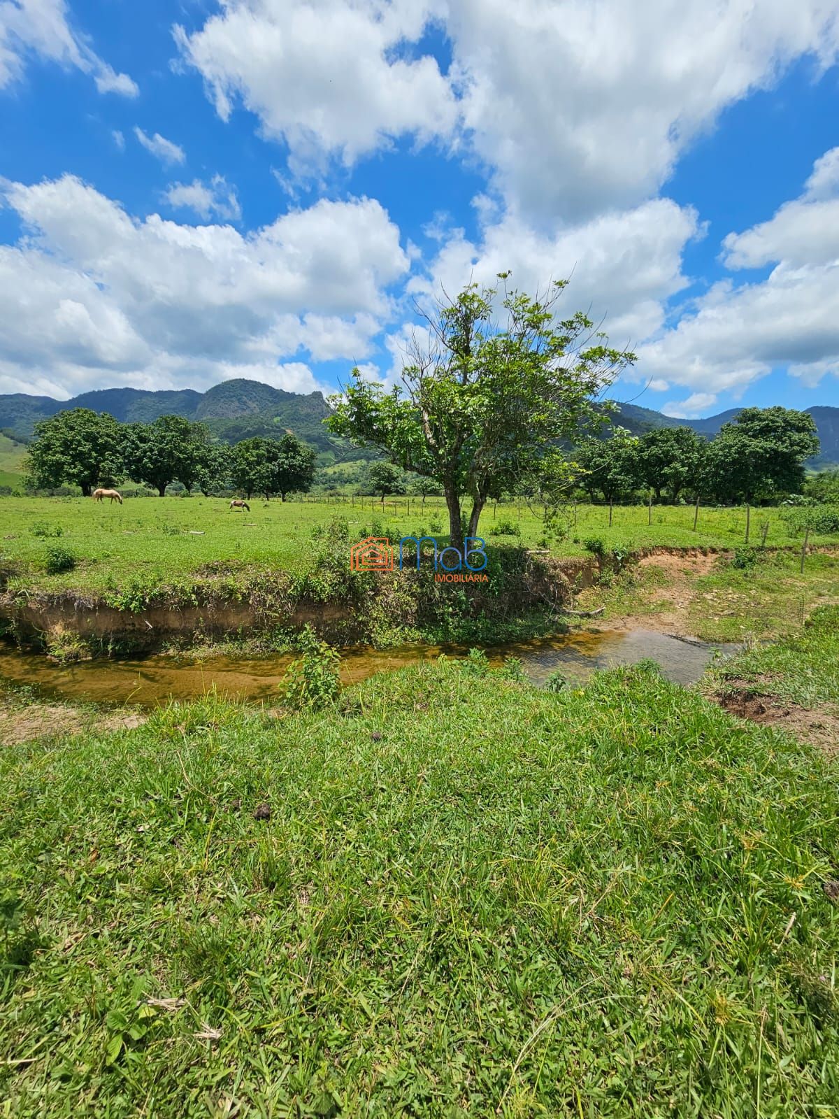 Sítio, 4 quartos, 5000 m² - Foto 8