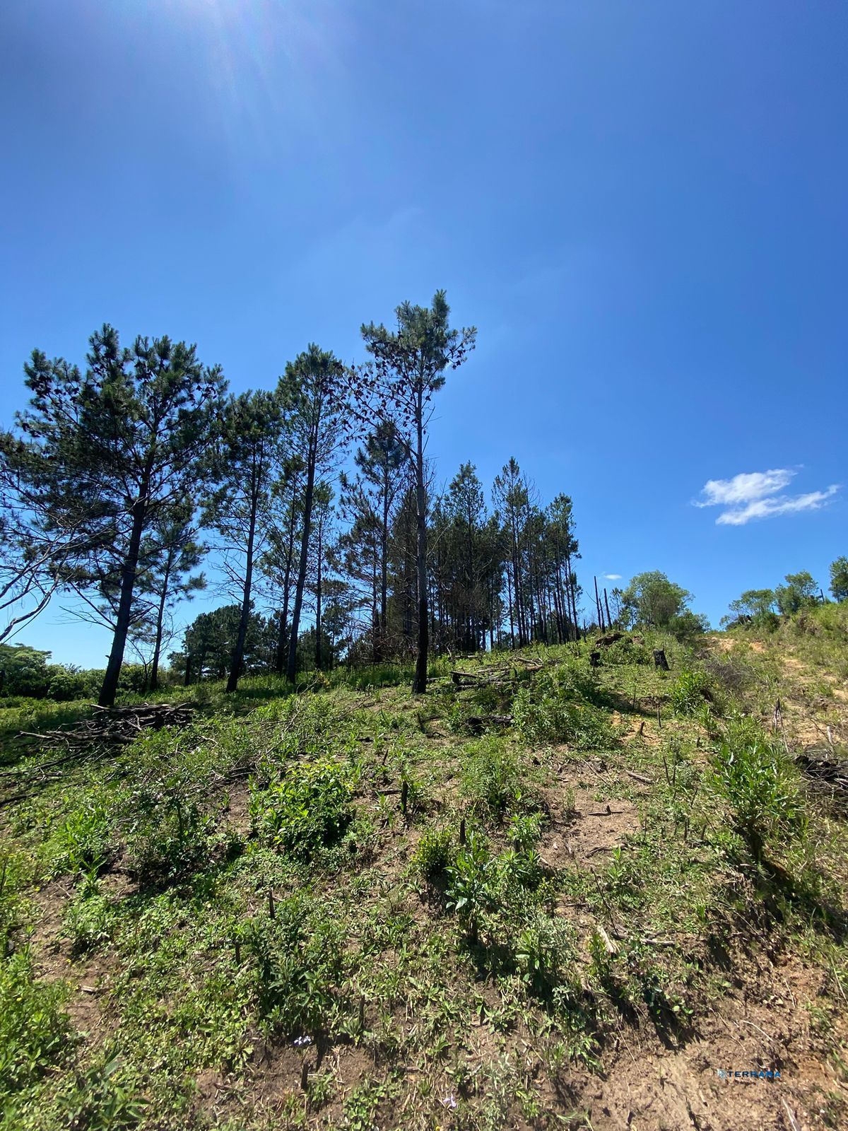 Área Rural, à venda, 400 m², Lami - Porto Alegre — foto 5