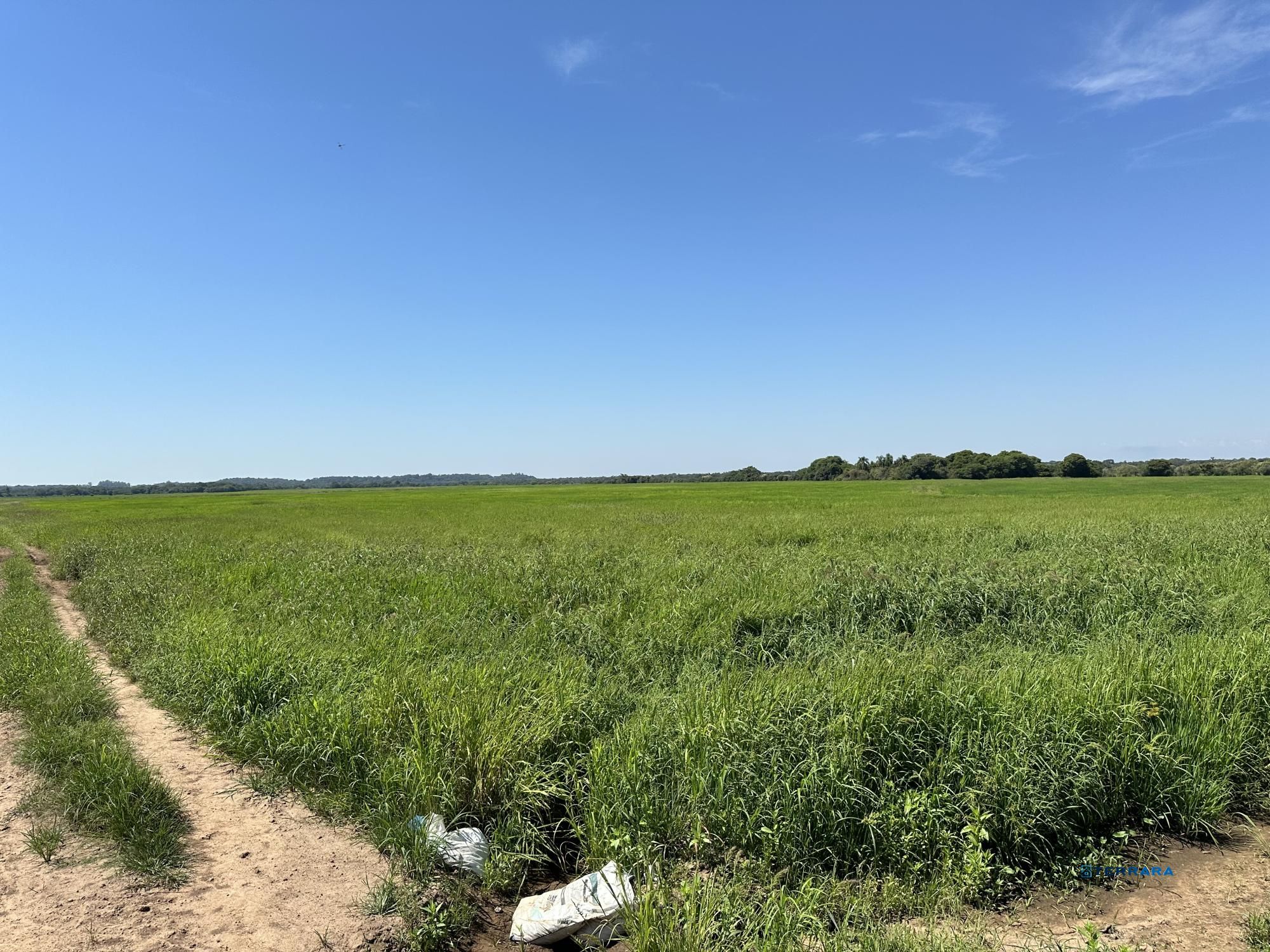 Campo de Arroz