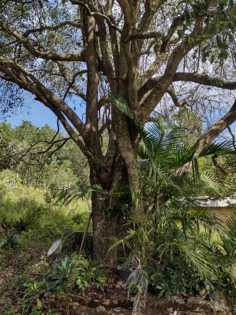 Sítio, 1 quarto, à venda, 210 m², Albatroz - Osório — foto 5
