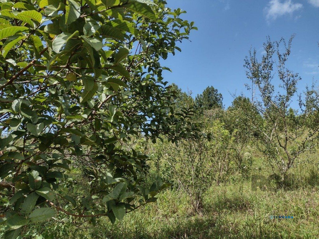 Sítio, 1 quarto, à venda, 210 m², Albatroz - Osório — foto 4