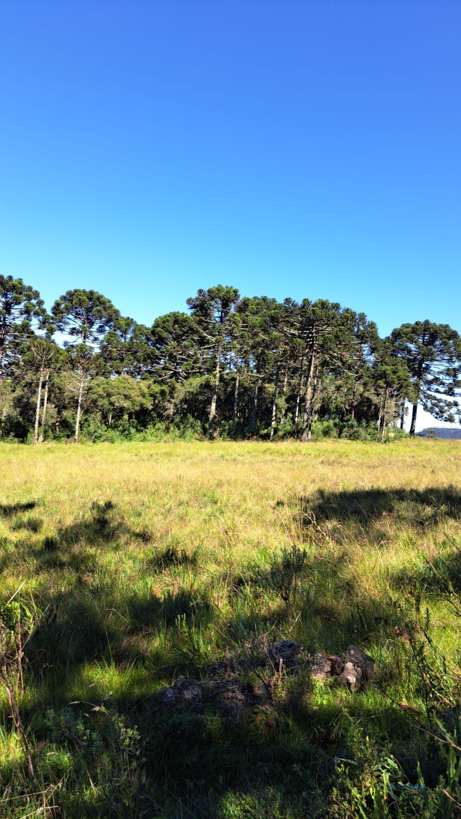 Fazenda, 3 suítes, à venda, 26 m², Centro - Bom Jardim da Serra — foto 4