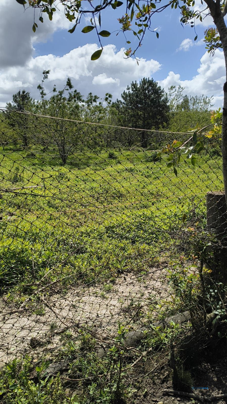Terreno, à venda, Lami - Porto Alegre — foto 4