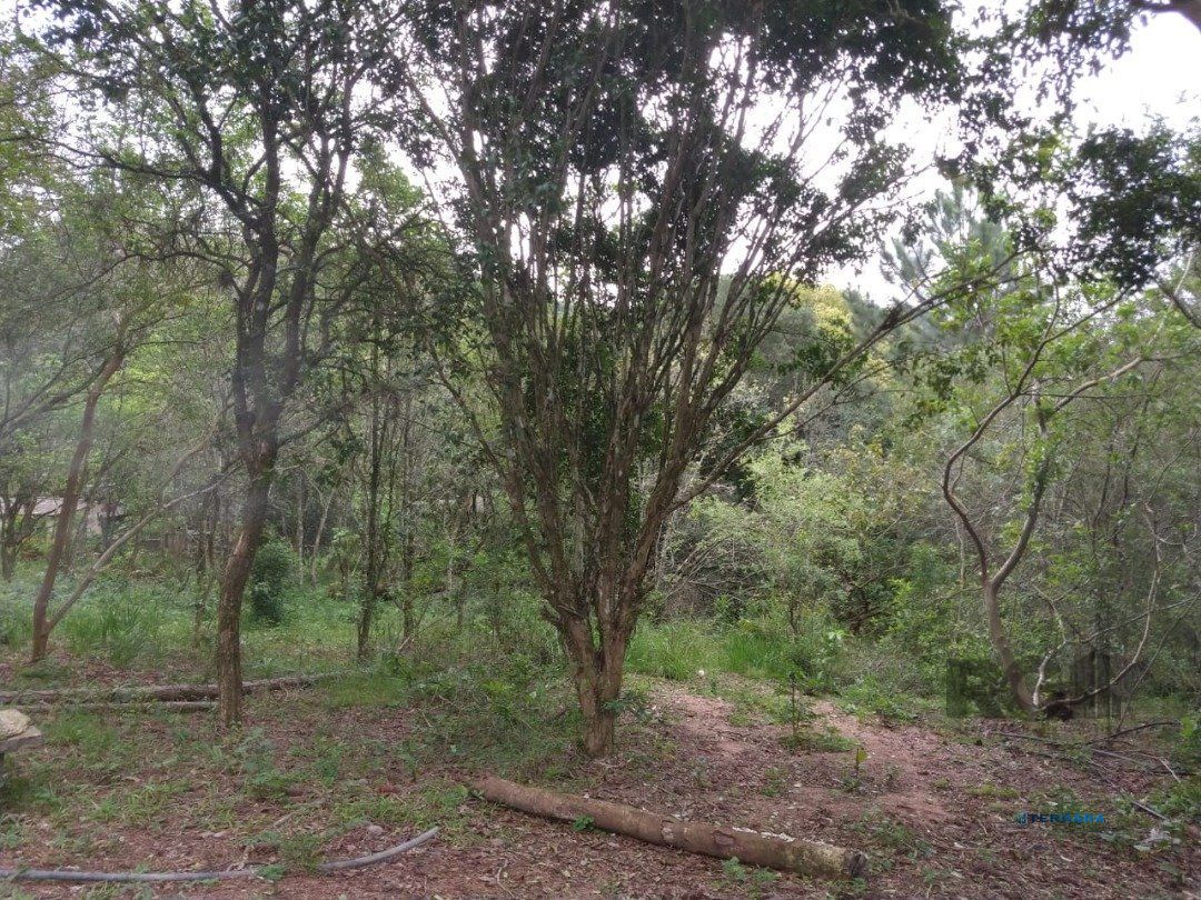 Sítio, à venda, Belém Velho - Porto Alegre — foto 4