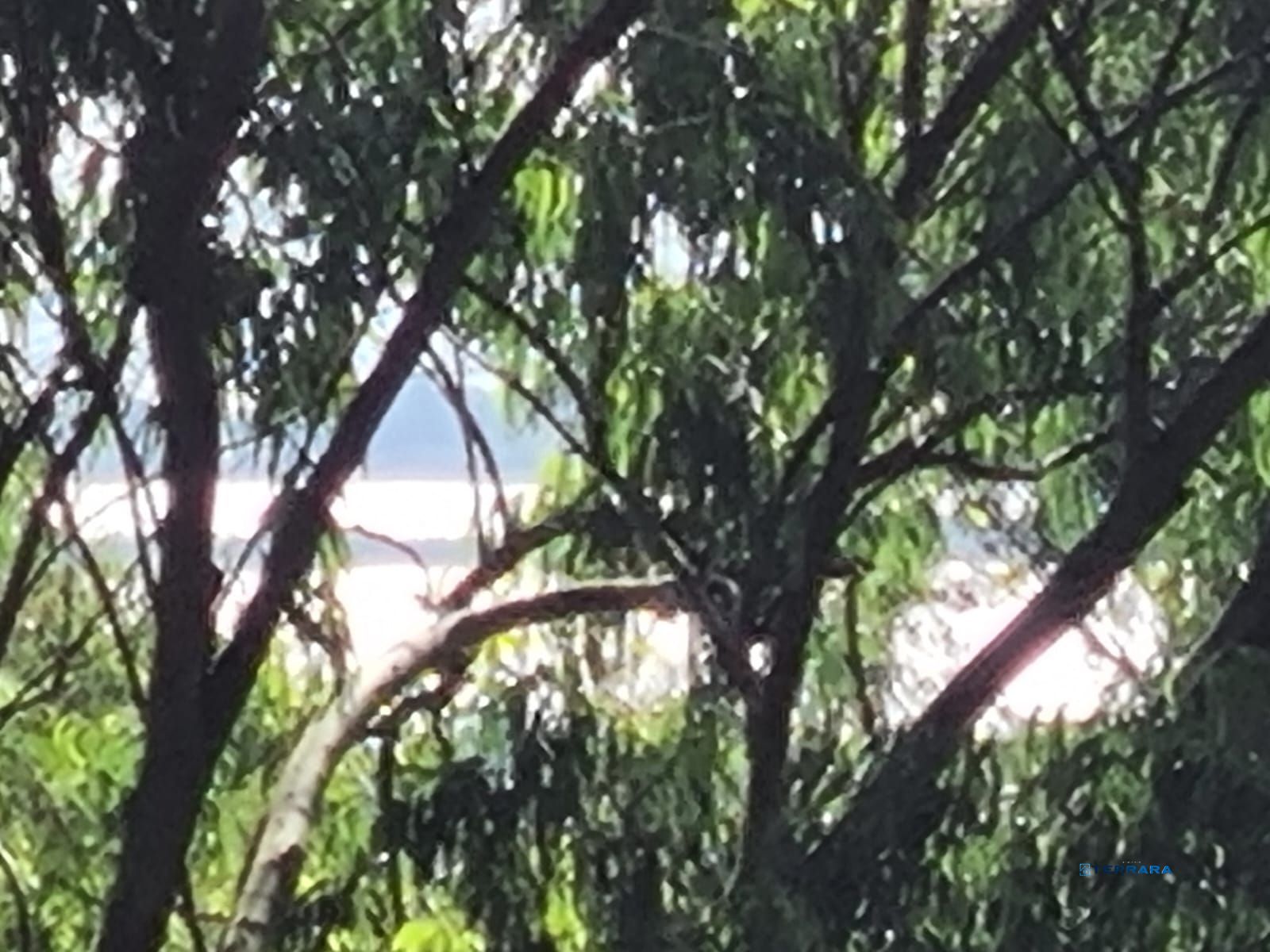 Sítio no Parque Florestal em Itapuã de 3.930 m² em Viamão