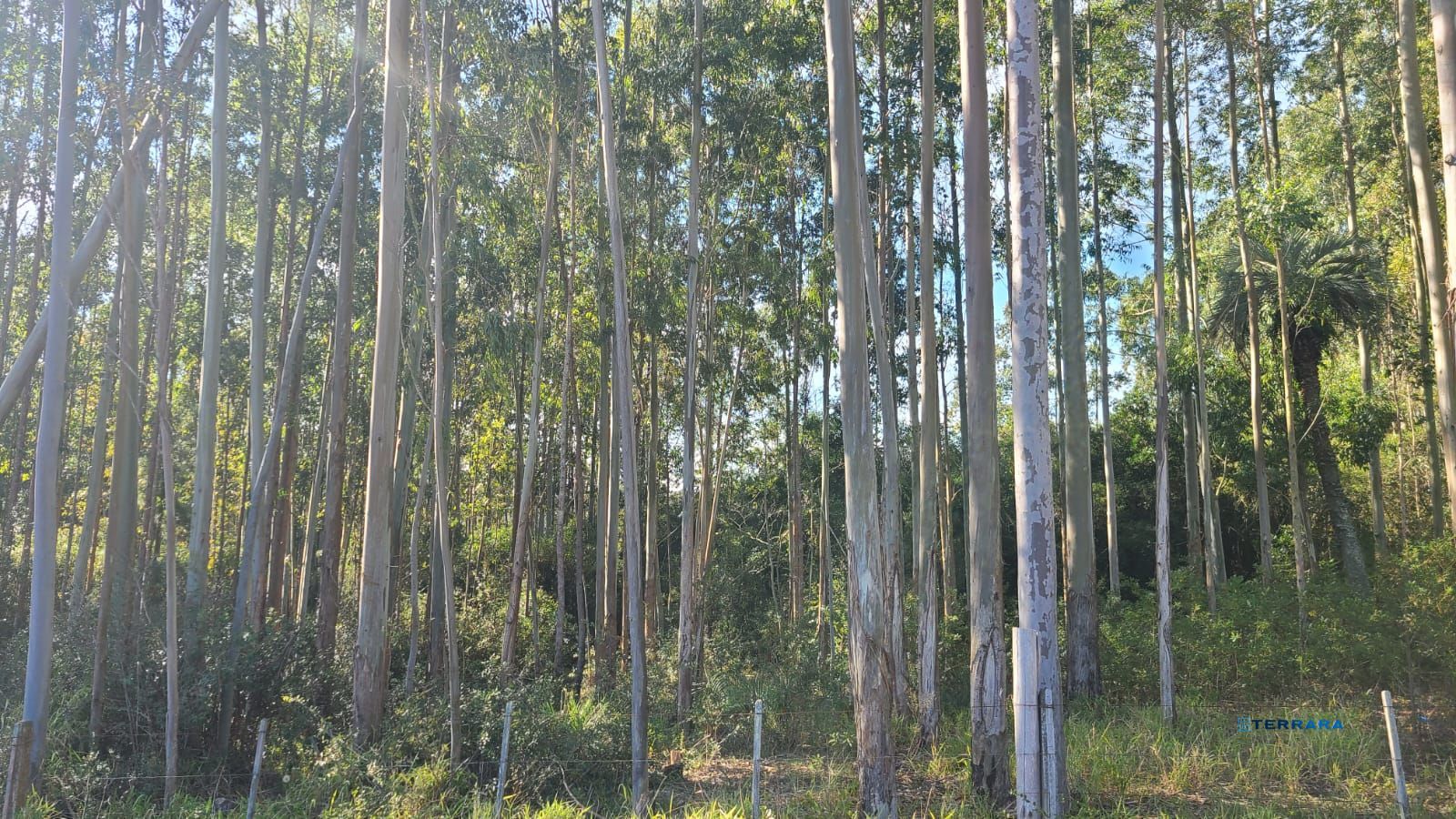 Terreno, à venda, Centro - Viamão — foto 5